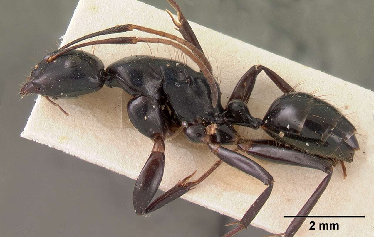 Imagem de Camponotus mocquerysi Emery 1899