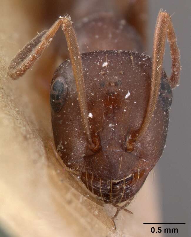 Image of <i>Cataglyphis frigida</i>