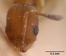 Image of Ant