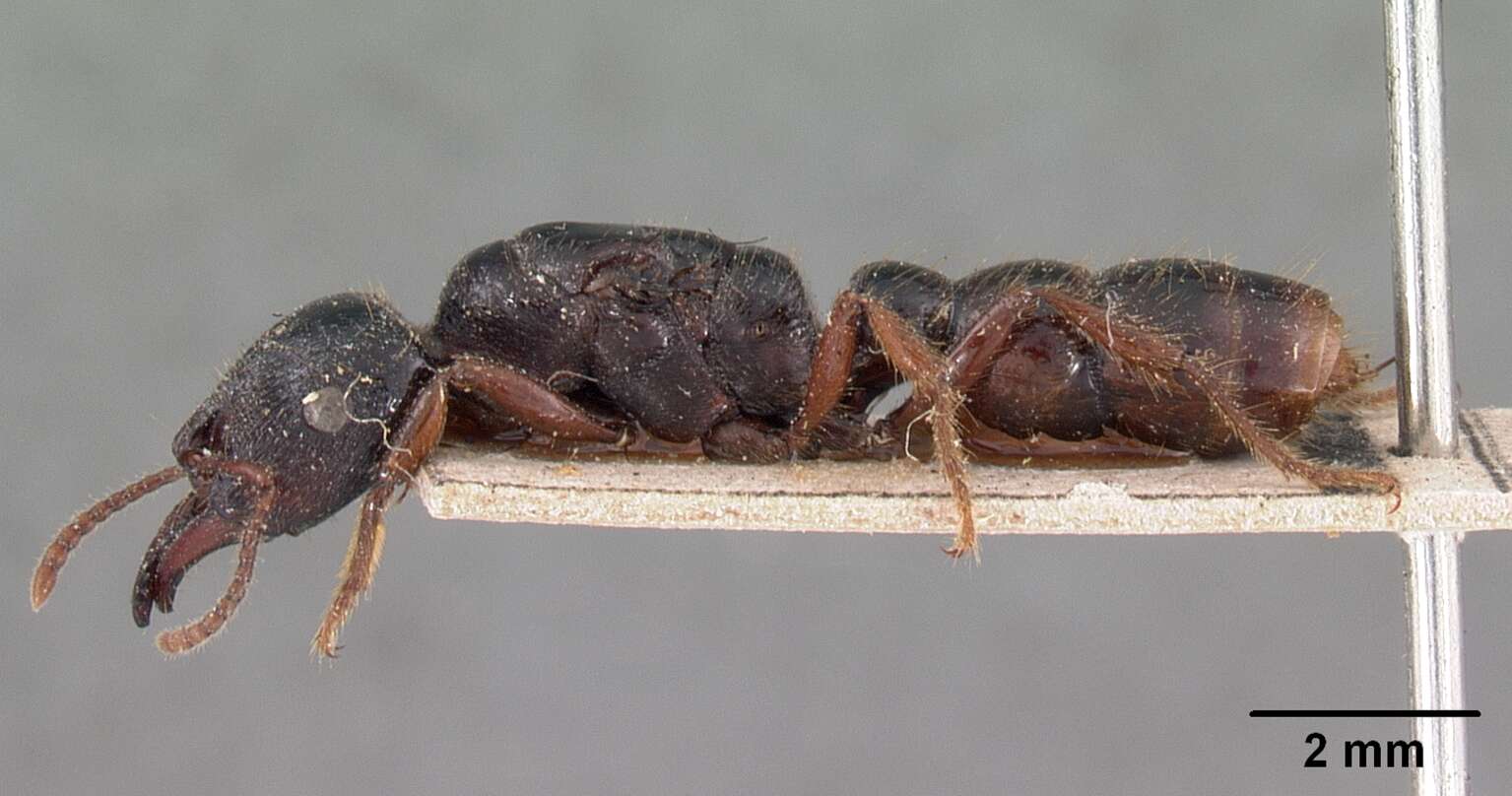 Image of Dracula Ants