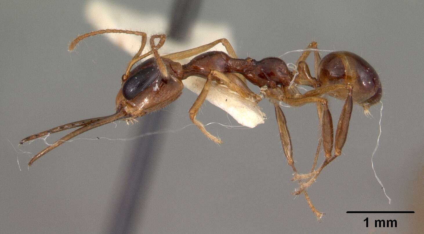 Image of Myrmoteras indicum Moffett 1985