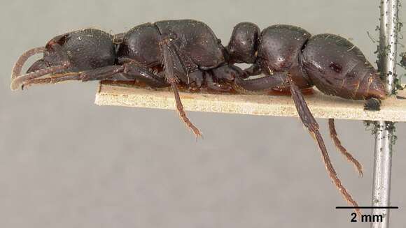 Image of Psalidomyrmex