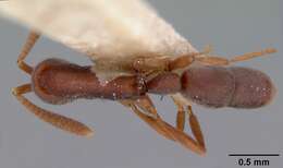 Probolomyrmex filiformis Mayr 1901的圖片