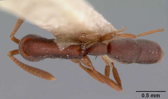 صورة Probolomyrmex filiformis Mayr 1901