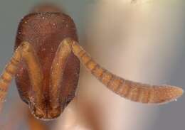 Probolomyrmex filiformis Mayr 1901的圖片