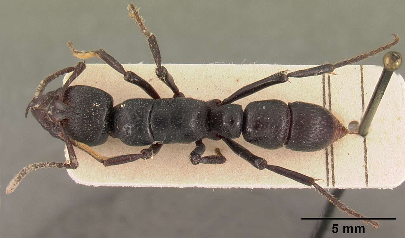 Image of Psalidomyrmex procerus Emery 1901