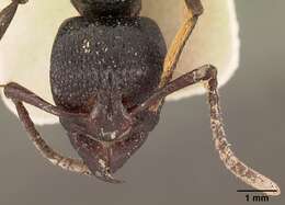 Image of Psalidomyrmex procerus Emery 1901