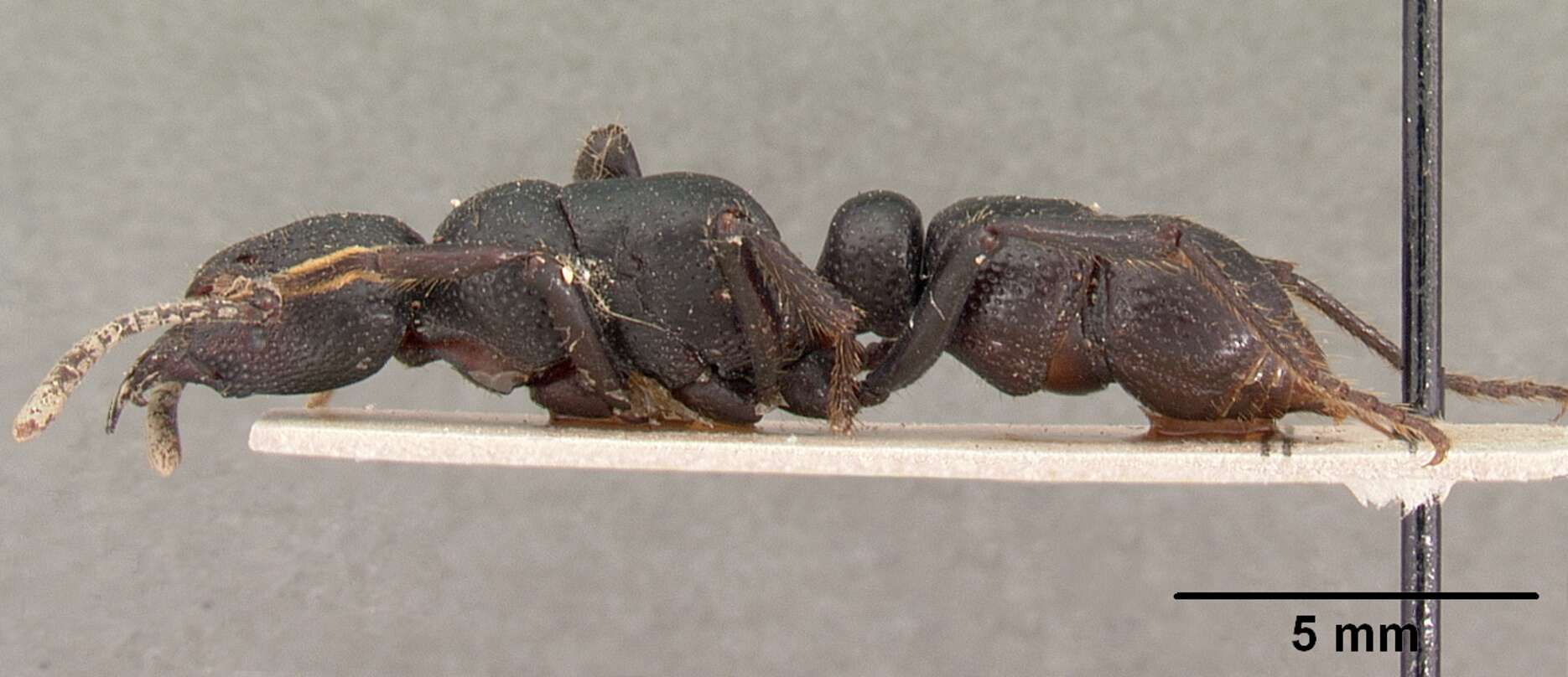 Image of Psalidomyrmex procerus Emery 1901