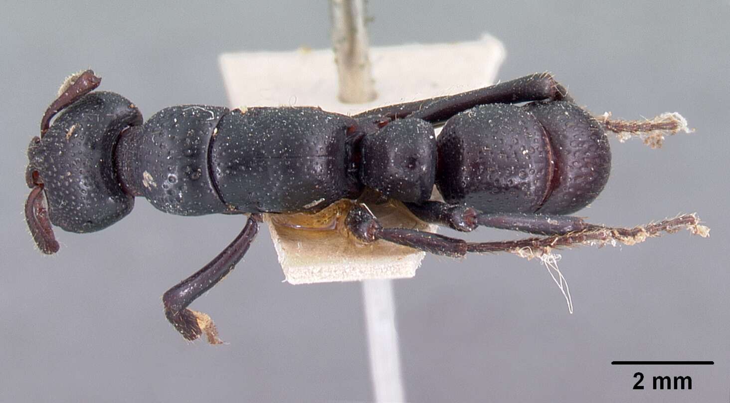 Image of Psalidomyrmex procerus Emery 1901