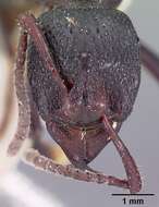 Image of Psalidomyrmex procerus Emery 1901