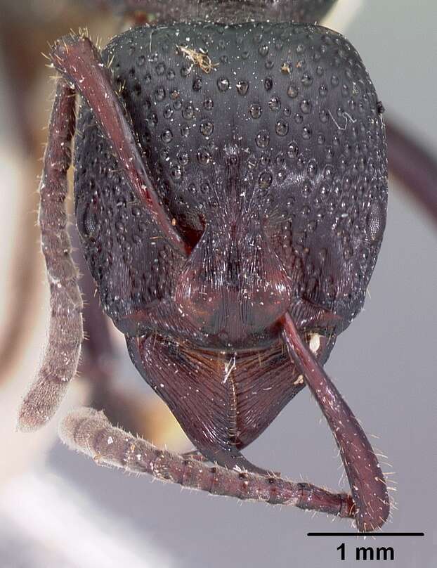 Image of Psalidomyrmex procerus Emery 1901