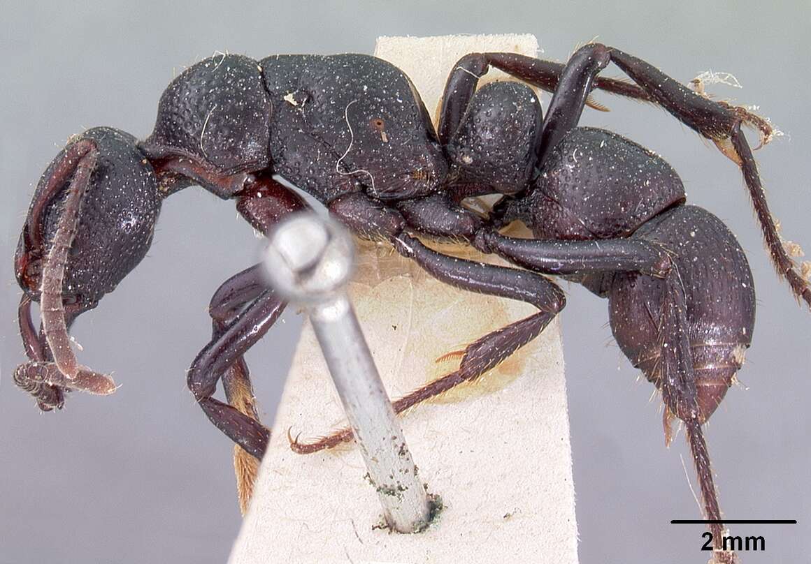 Image of Psalidomyrmex procerus Emery 1901