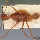 Aphaenogaster araneoides Emery 1890的圖片