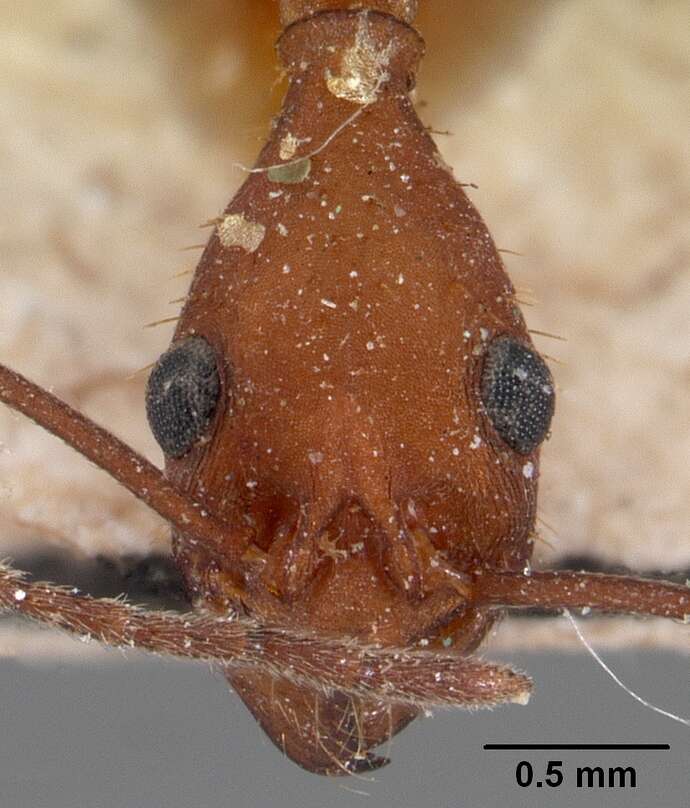 Image of Aphaenogaster araneoides Emery 1890