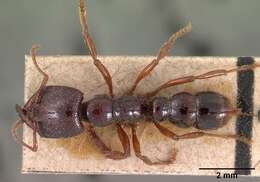 Image of Dracula Ants