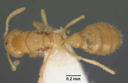 Image of <i>Prionopelta concenta</i>