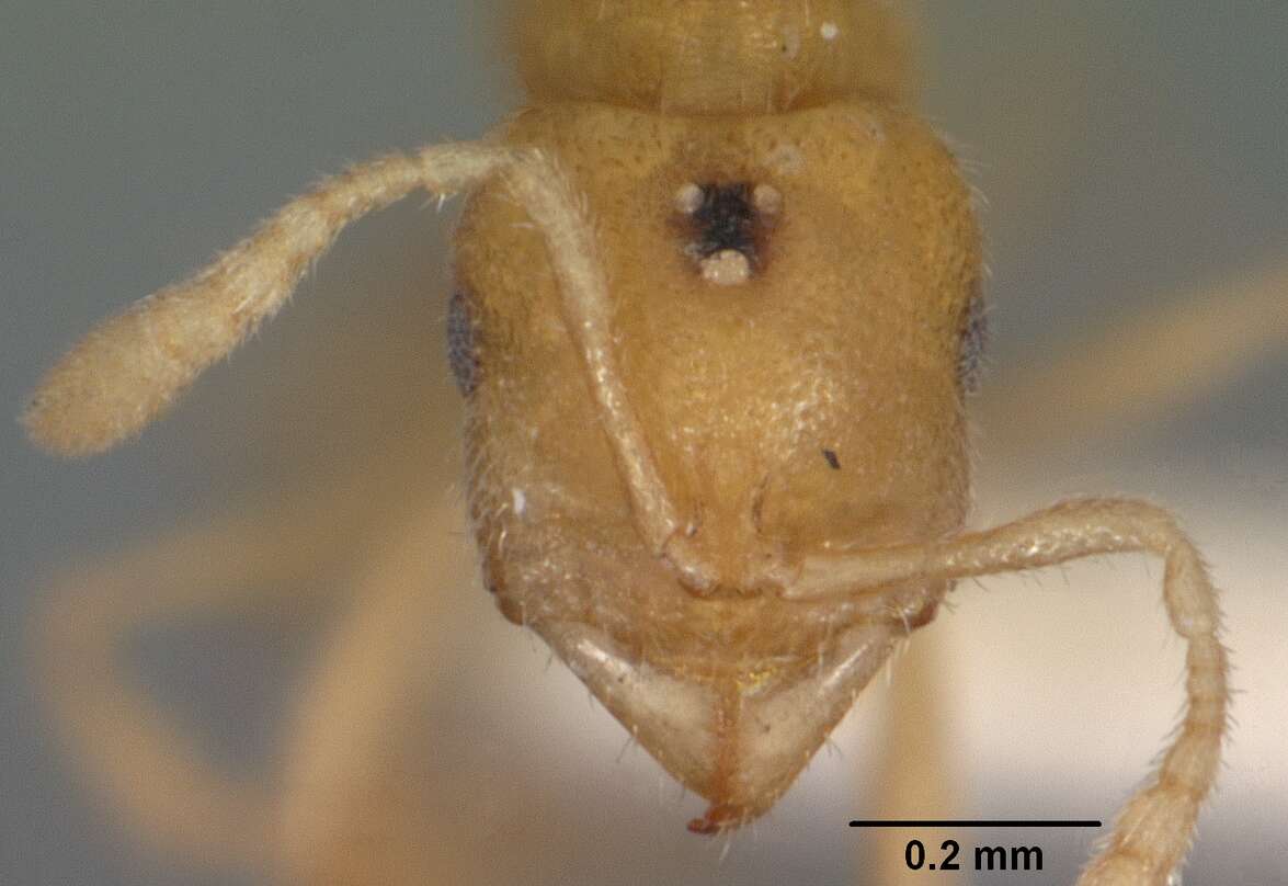 Image of <i>Prionopelta concenta</i>