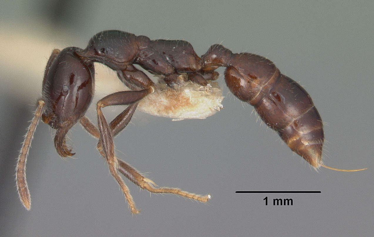 Onychomyrmex hedleyi Emery 1895的圖片