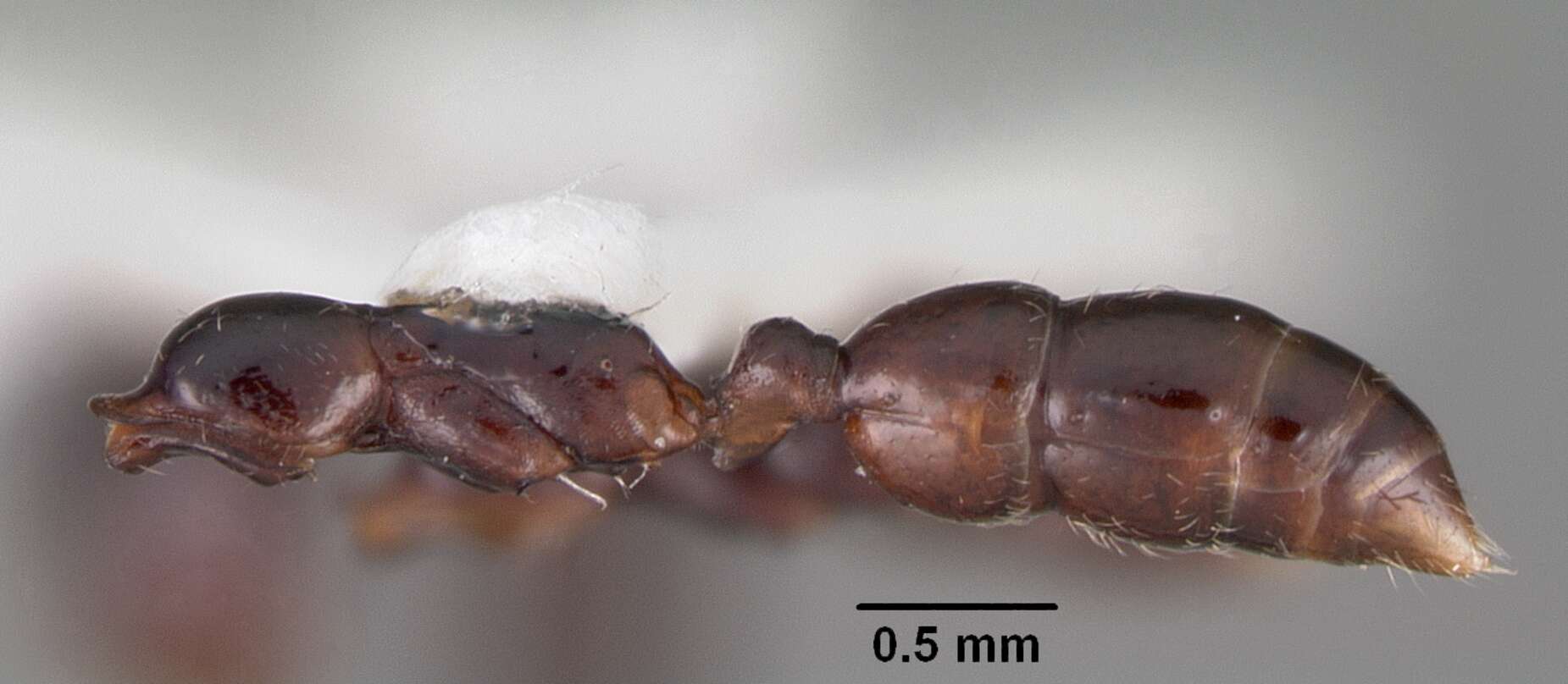 Onychomyrmex hedleyi Emery 1895的圖片