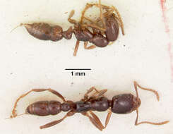 Onychomyrmex hedleyi Emery 1895的圖片