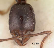 Onychomyrmex hedleyi Emery 1895的圖片