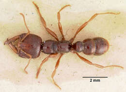 Image of Dracula Ants