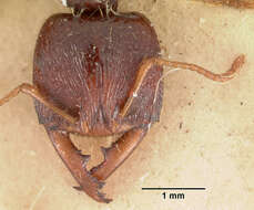 Image of Dracula Ants