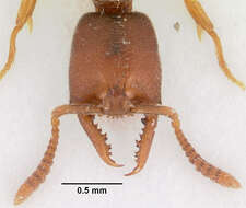 Image of <i>Stigmatomma silvestrii</i>