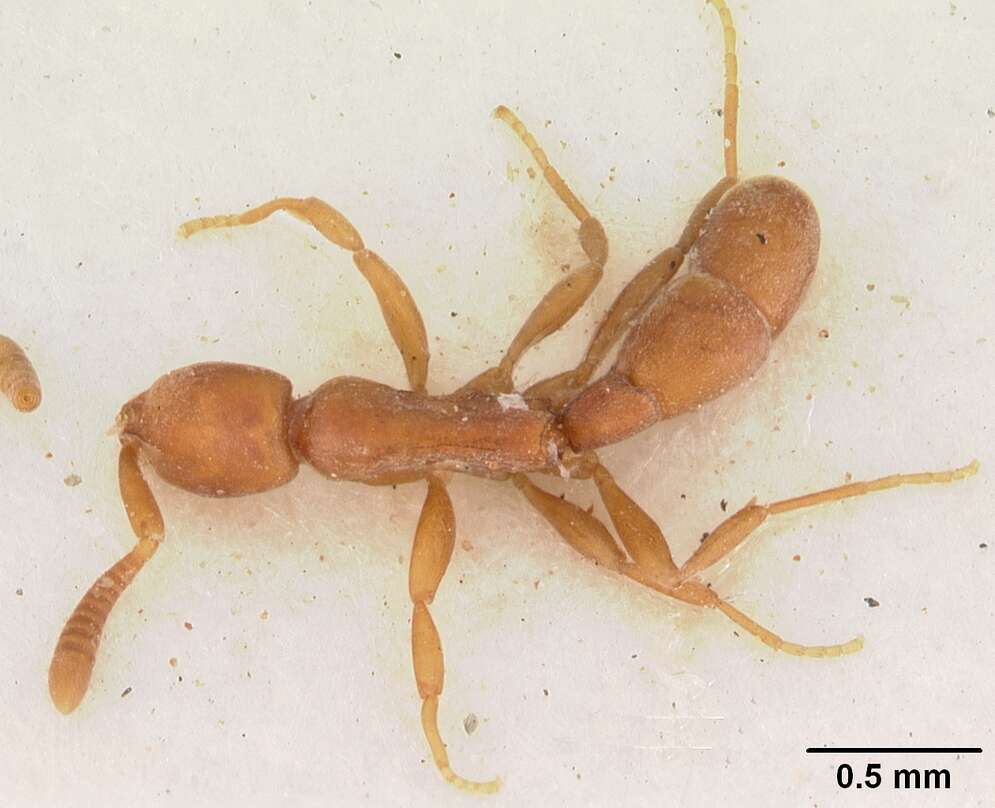 Imagem de Probolomyrmex guineensis Taylor 1965