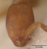 Imagem de Probolomyrmex guineensis Taylor 1965