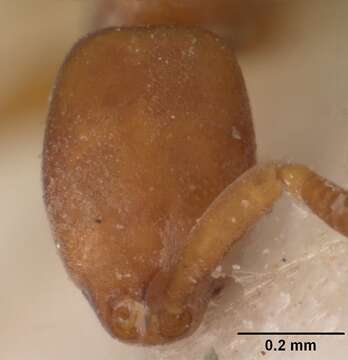 Imagem de Probolomyrmex guineensis Taylor 1965