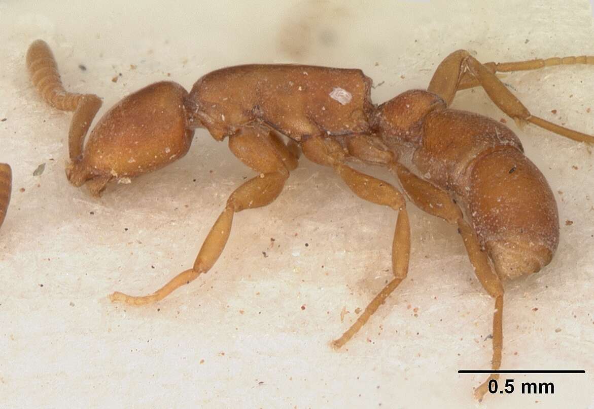 Imagem de Probolomyrmex guineensis Taylor 1965