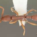 Image of Probolomyrmex watanabei Tanaka 1974