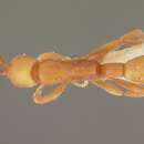 Image of Probolomyrmex dammermani Wheeler 1928