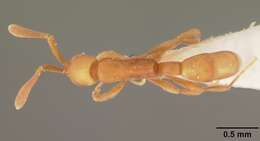 Image of Probolomyrmex dammermani Wheeler 1928