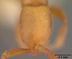 Image of Probolomyrmex dammermani Wheeler 1928