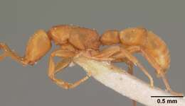 Image of Probolomyrmex dammermani Wheeler 1928