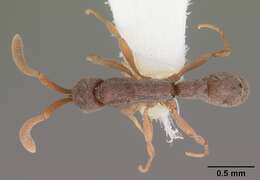 Image of Probolomyrmex procne Brown 1975