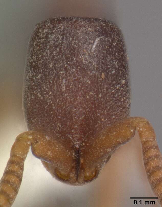 Image of Probolomyrmex procne Brown 1975