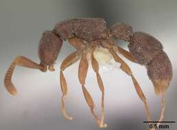 Image of Probolomyrmex procne Brown 1975