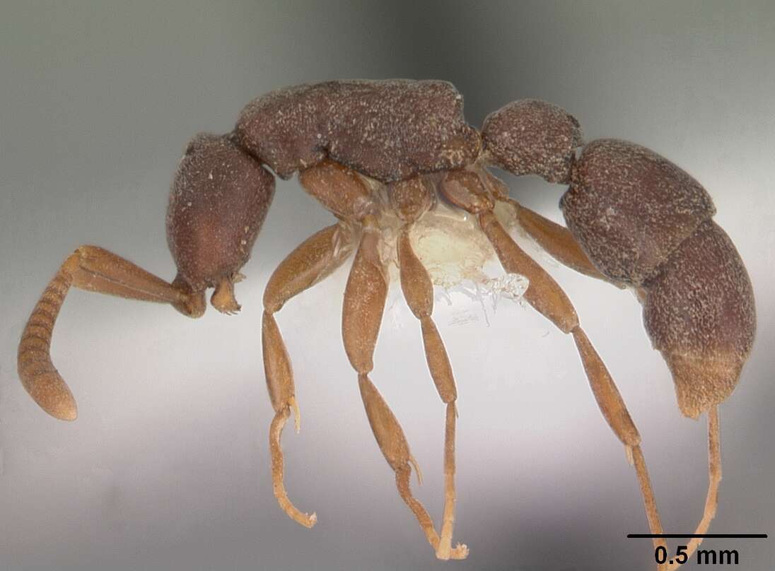 Image of Probolomyrmex procne Brown 1975