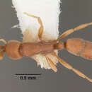 Imagem de Probolomyrmex petiolatus Weber 1940
