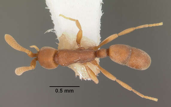 Imagem de Probolomyrmex petiolatus Weber 1940