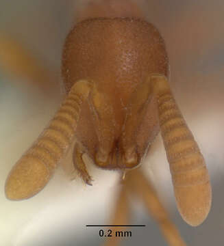 Image of Probolomyrmex petiolatus Weber 1940