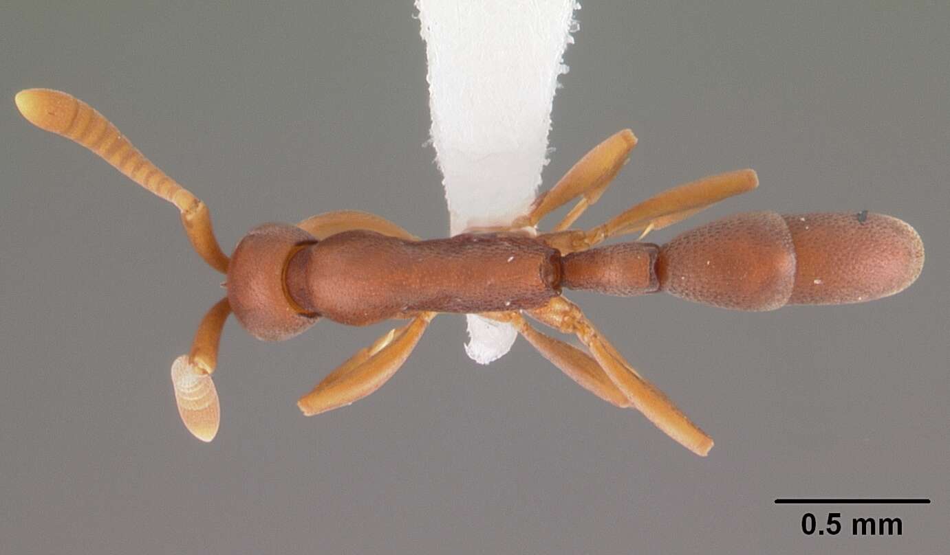 Image of Probolomyrmex