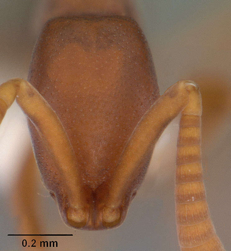 Image of Probolomyrmex