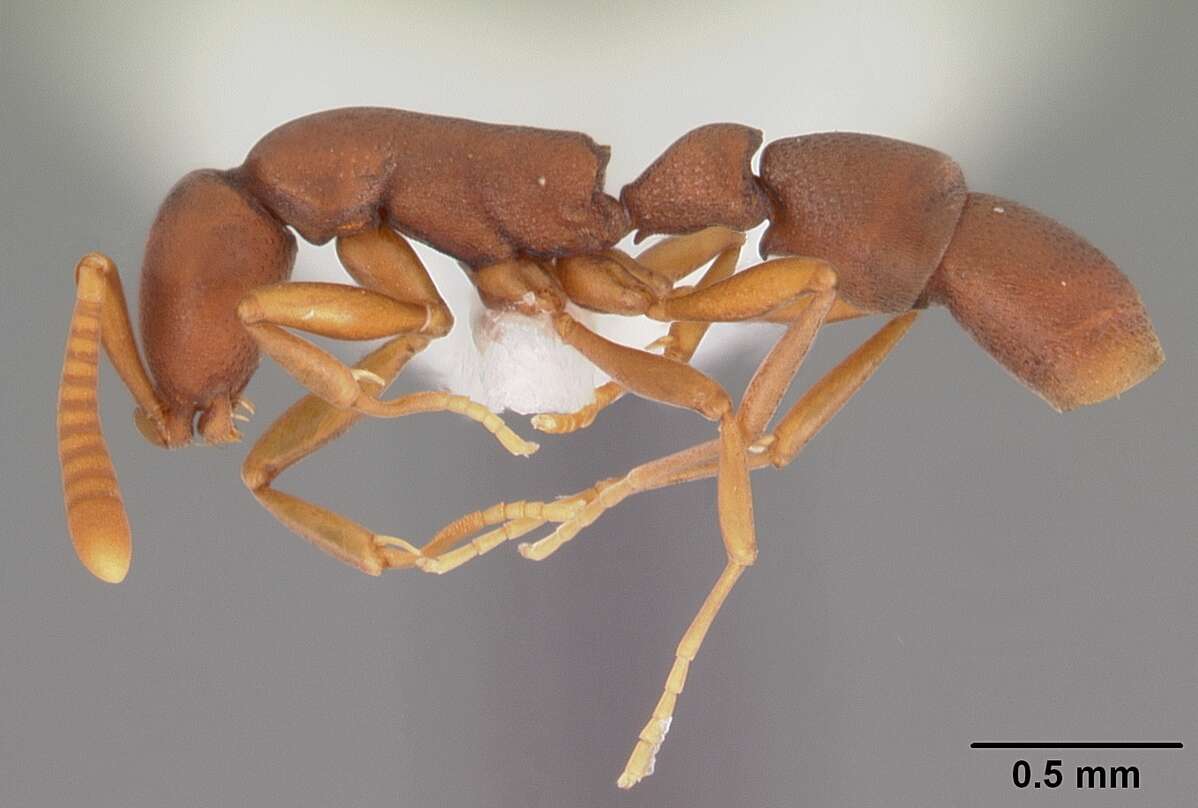 Image of Probolomyrmex