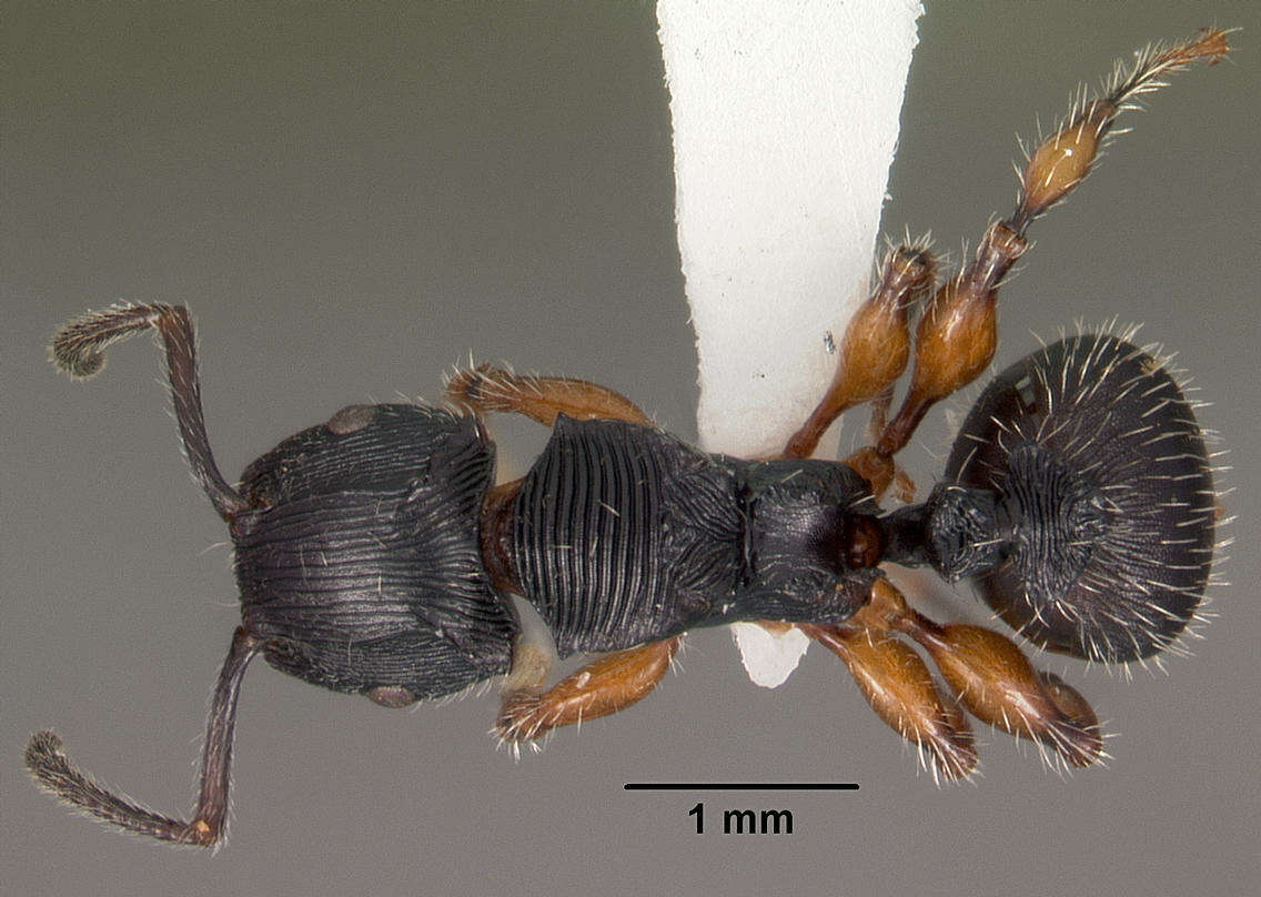 Image of Myrmicinae