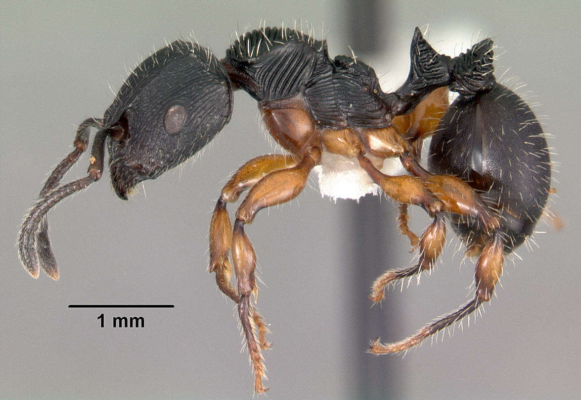 Image of Myrmicinae