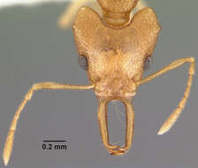 Image of Microdaceton